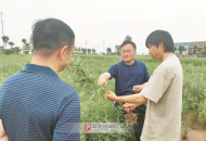 “小蘆蒿”成就“大產業”  走出鄉村產業振興新天地