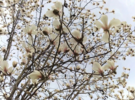 孟春