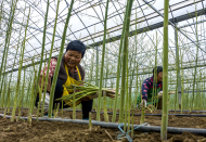 廬江：種好“菜園子”  豐富“菜籃子”