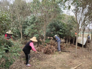 肥西銘傳鄉(xiāng)：創(chuàng)新工作模式 美化農(nóng)村人居環(huán)境