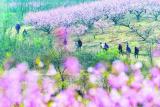 来巢湖烔炀古镇看桃花