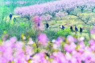 來巢湖烔煬古鎮看桃花