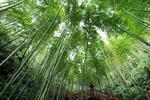 桂人慶：山中歲月長
