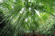 桂人慶：山中歲月長