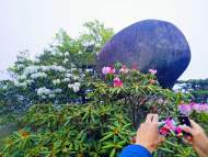 天柱山杜鵑花盛開 引游客駐足拍照（圖）