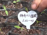 航天育種了解下！“上天入地”的“太空種子”這樣煉成