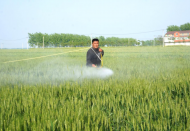 河溜鎮抓好小麥赤霉病防治保障夏糧豐產豐收