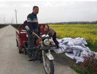 懷寧縣金拱鎮：治理酸化耕地 保障糧食安全