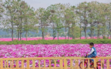 未来7天合肥气温逐渐回升 最高达26℃