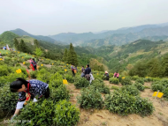 江南问茶到歙县，高山“滴水香”更胜一筹！