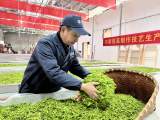 “80后”制茶人的故事 | 胡飞星：线上加线下，好茶出深山
