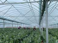 宜秀區楊橋鎮花山村：有機花菜豐收正當時