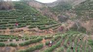 桐城：6.5萬(wàn)畝春茶搶“鮮”采摘