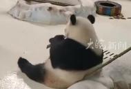 飼養員用竹竿催促大熊貓暖暖，園方致歉：永不允許此人飼養大熊貓