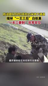 浙江一大坝挖出生长十几年白蚁后 一王三后白蚁巢被连窝端