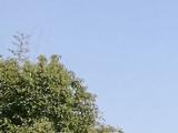 4月5日后安徽以多云天气为主 4月6日起气温逐渐回升
