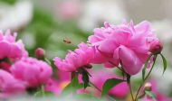 艾科：種菜