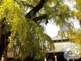 网友呼吁合肥南二环西延工程为百年古树让路 两部门回应