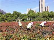 合肥柏堰科技園：不負春光抓綠化 扮靚園區換新顏           