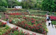 巢湖市臥牛山公園萬余株“花中皇后”競相綻放