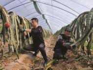 明光：加強春管促增收