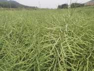 ?懷寧縣雷埠鄉(xiāng)：萬(wàn)畝油菜進(jìn)入孕籽期  
