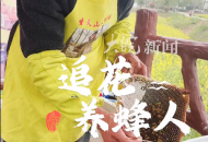 追趕花期的養蜂人