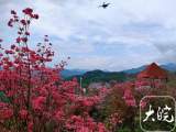 岳西啟動(dòng)映山紅旅游文化月
