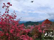 岳西啟動映山紅旅游文化月