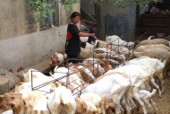 河溜鎮(zhèn)：接續(xù)奮斗防返貧 做好“后半篇文章”促振興