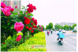 阜阳街头月季绽放