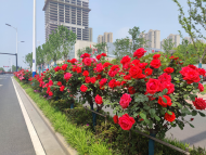 快来打卡啦！合肥高新区望江西路万株月季已绽放