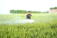 河溜鎮(zhèn)：掌握赤霉病防治“口訣” “見花打藥”保障小麥豐收