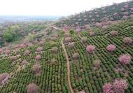 安徽巢湖：茶園如畫 科技下鄉助增收
