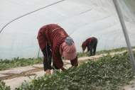 濉溪縣四鋪鎮：西瓜授粉嘗“甜頭”  瓜農增收有“盼頭”          