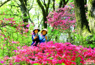 金寨縣：嶺上花開引客來