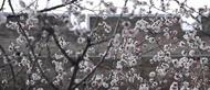 程耀愷：賣花往事