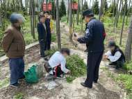 擅自進入鐵路防護網摘槐花 4人被治安處罰