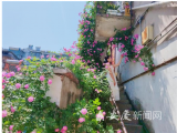 安庆“最出片”蔷薇墙上线