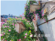 安慶“最出片”薔薇墻上線