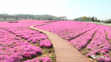 庙岗镇尖山湖逸趣园：芝樱花海正当时