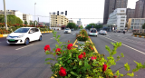临泉：多条道路月季花为世界地球日添彩