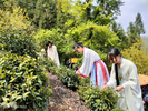 江红波：回家摘了几棵茶