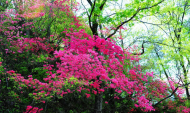 安徽天堂寨發(fā)布三條杜鵑花觀賞線路