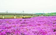 巢湖市尖山湖逸趣園：芝櫻花海 浪漫如畫