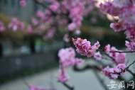 吳朝紅：春暖花開的半夏 （外三首）