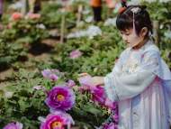 近萬名游客在合肥廬陽賞牡丹國色！穿漢服免費入園