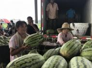 “美都”西瓜在蚌埠建立種苗生產試驗基地