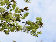 春日晴方好 來合肥方興湖公園赴櫻花之約吧