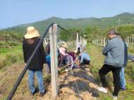 宜秀區楊橋鎮鹿山村：黨建引領特色種植 瓜蔞助力鄉村振興